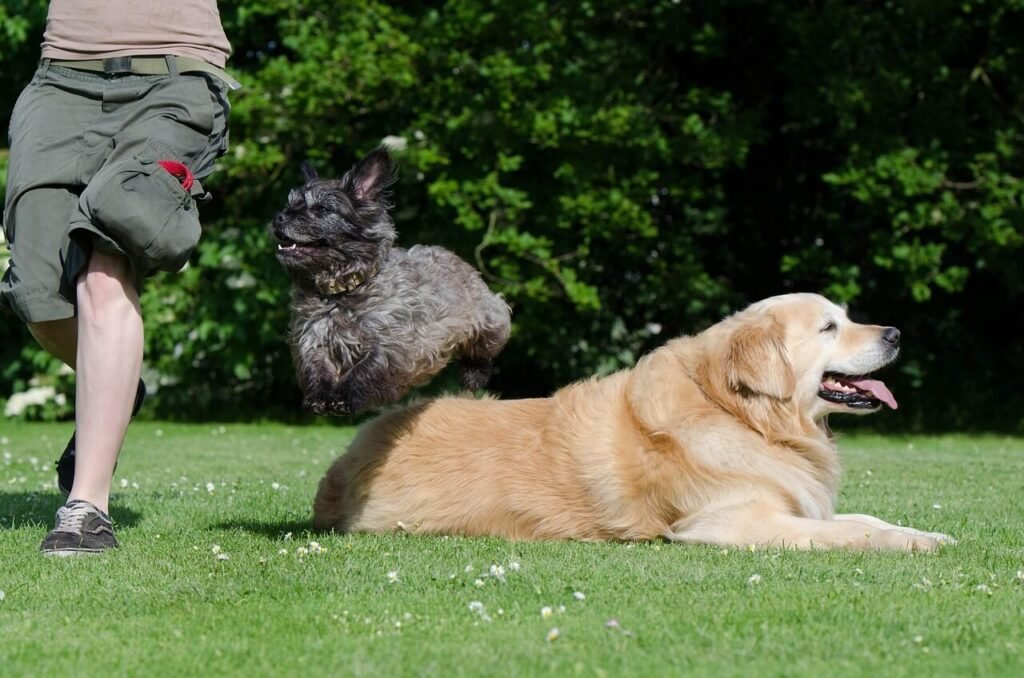 Can Dogs Be Vegetarian? Best 7 Expert Tips!
