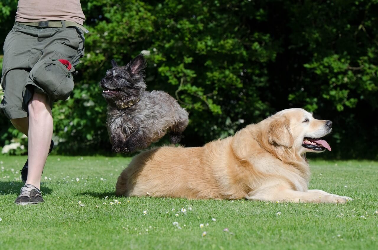 Can Dogs Be Vegetarian? Best 7 Expert Tips!