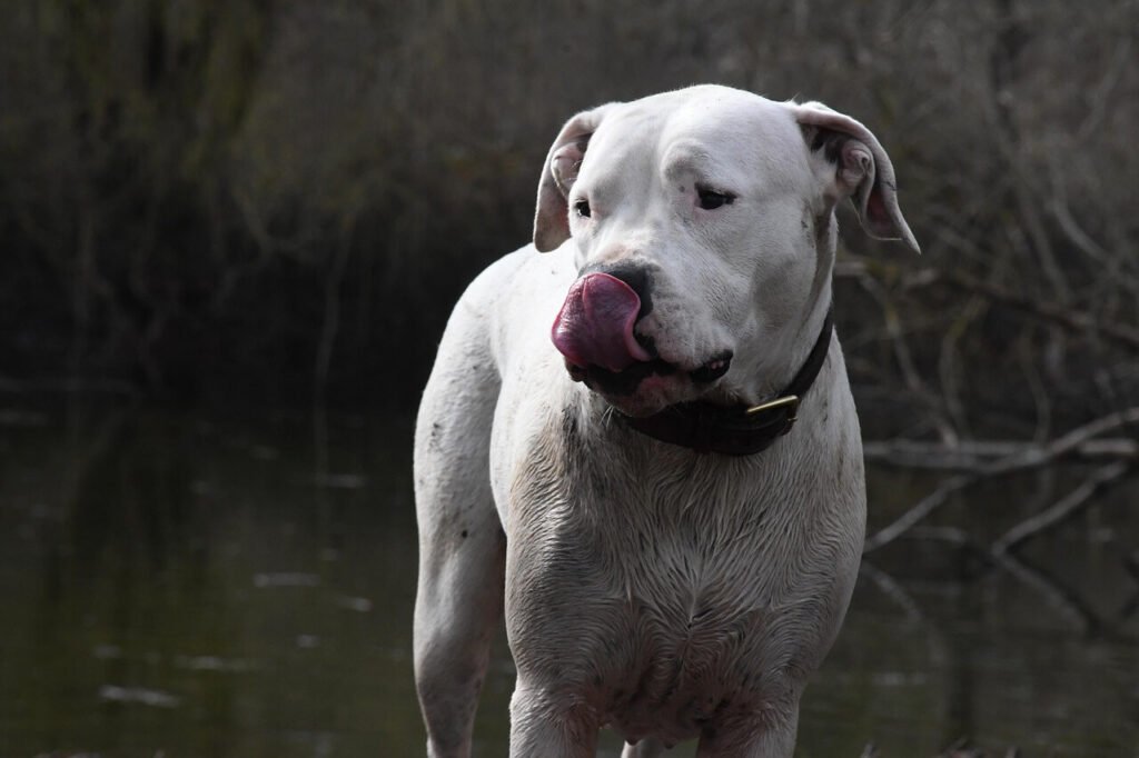 South American Dog Breeds: Best 7 Expert Tips!