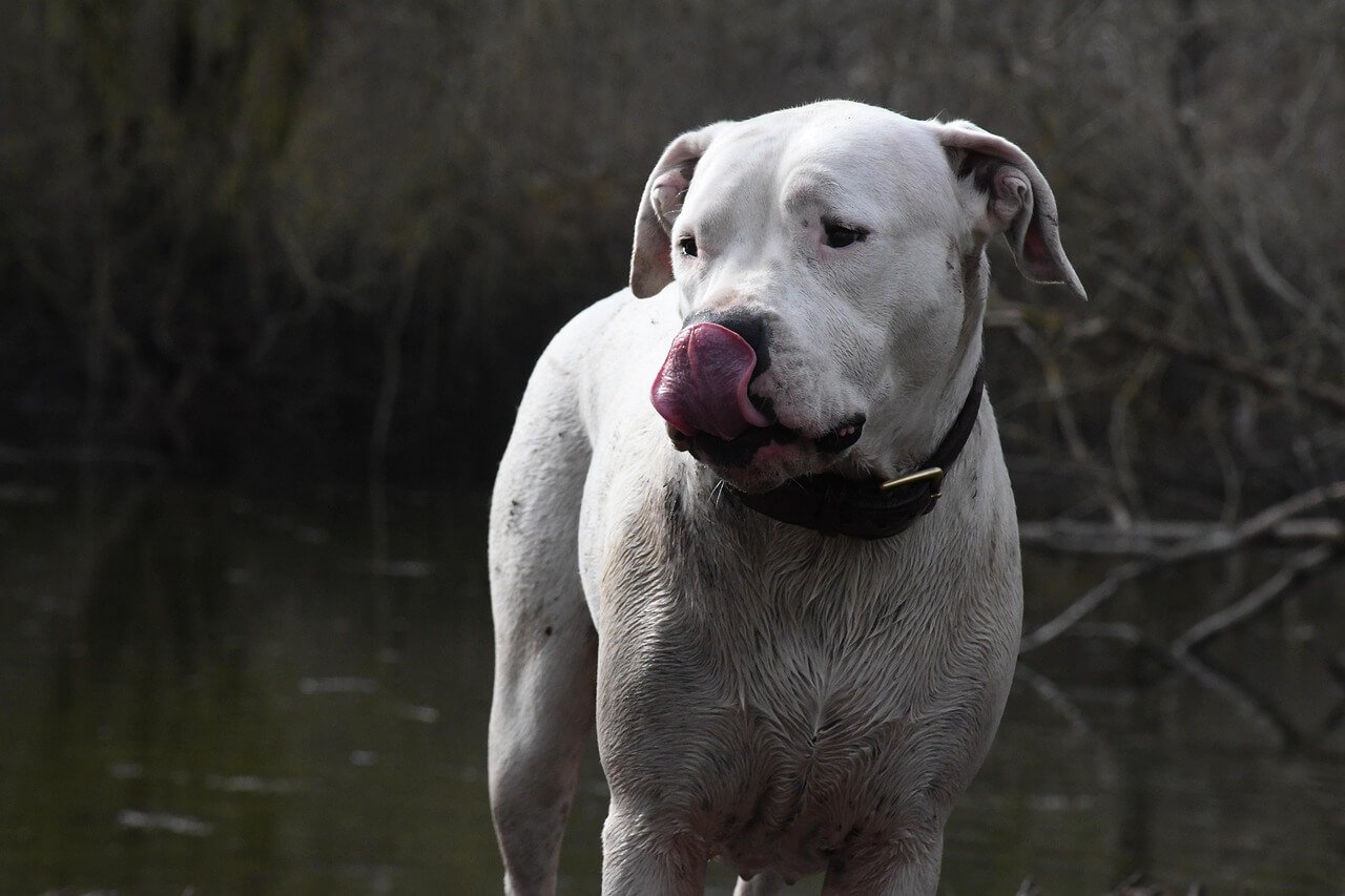 South American Dog Breeds: Best 7 Expert Tips!