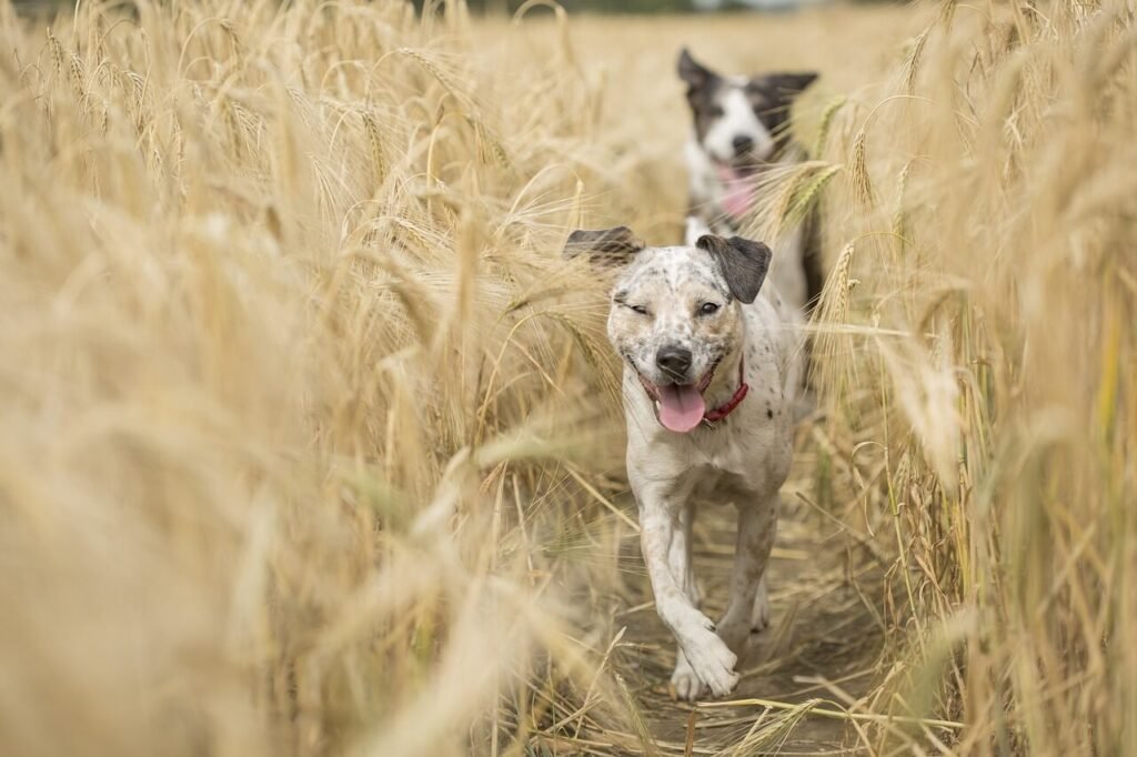 Gun Dog Names: Best 7 Expert Tips!