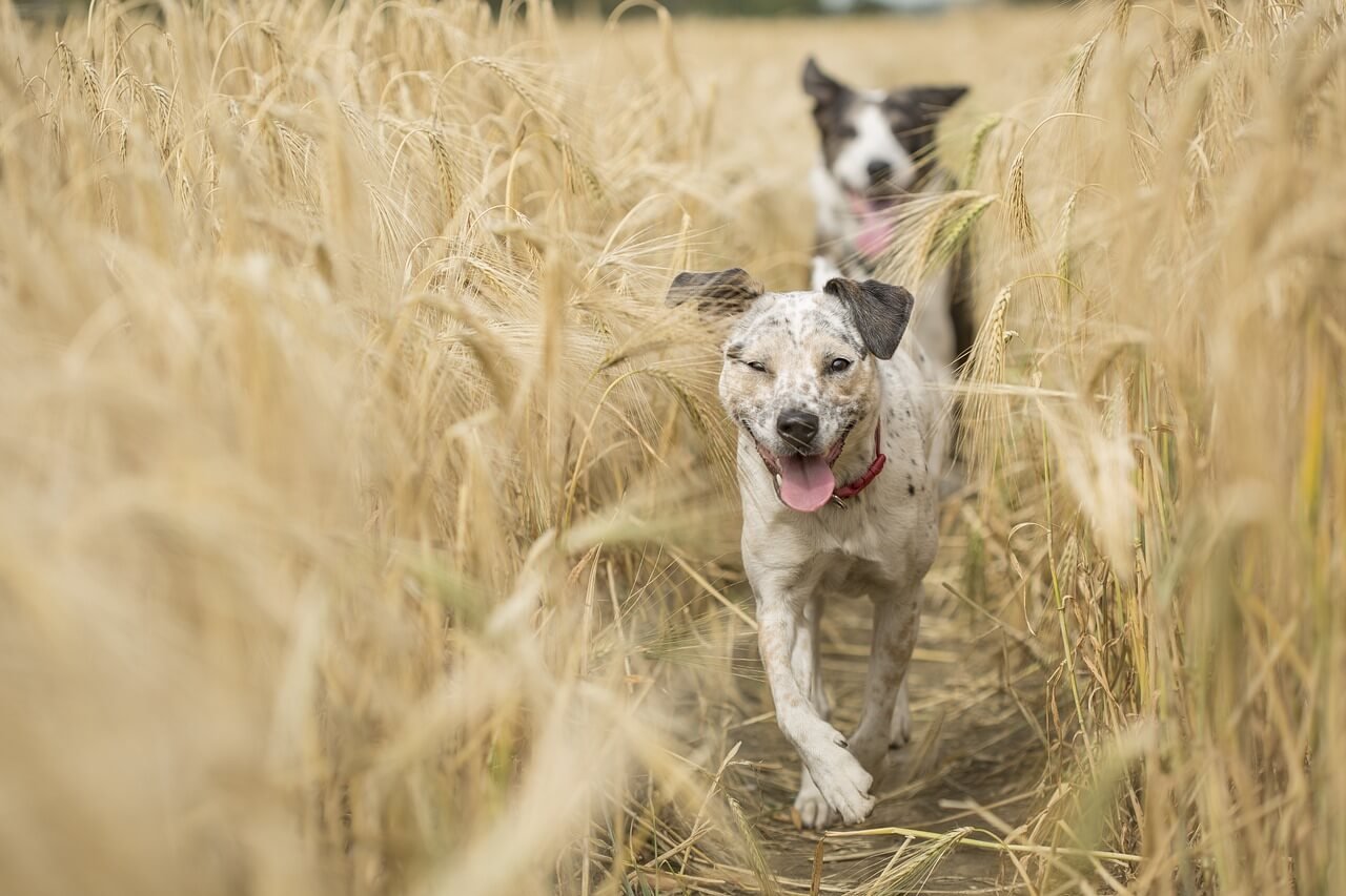 Gun Dog Names: Best 7 Expert Tips!