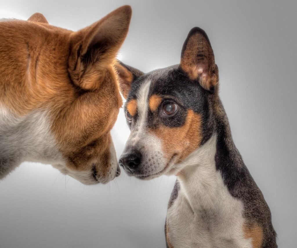 Can a Dog Eat Cashews? Best 7 Expert Tips!