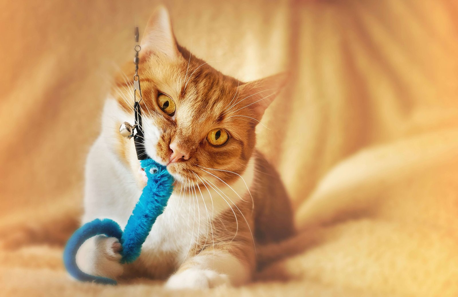 Why Does My Cat Meow With a Toy in Her Mouth? Best 7 Tips!