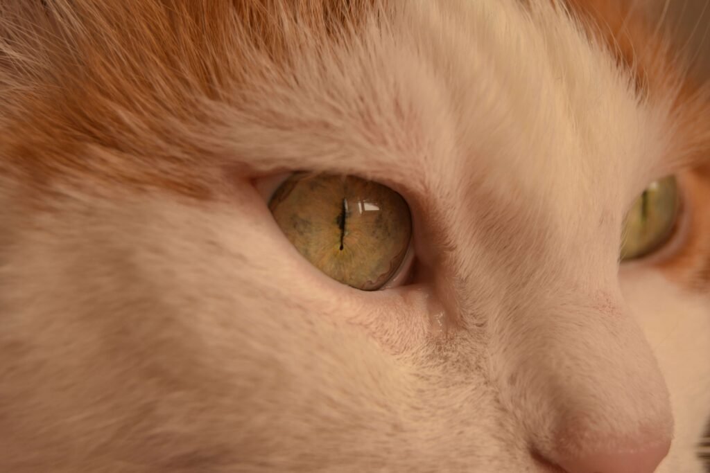 Decoding the Cat Pupil Meaning: Best 7 Expert Tips!