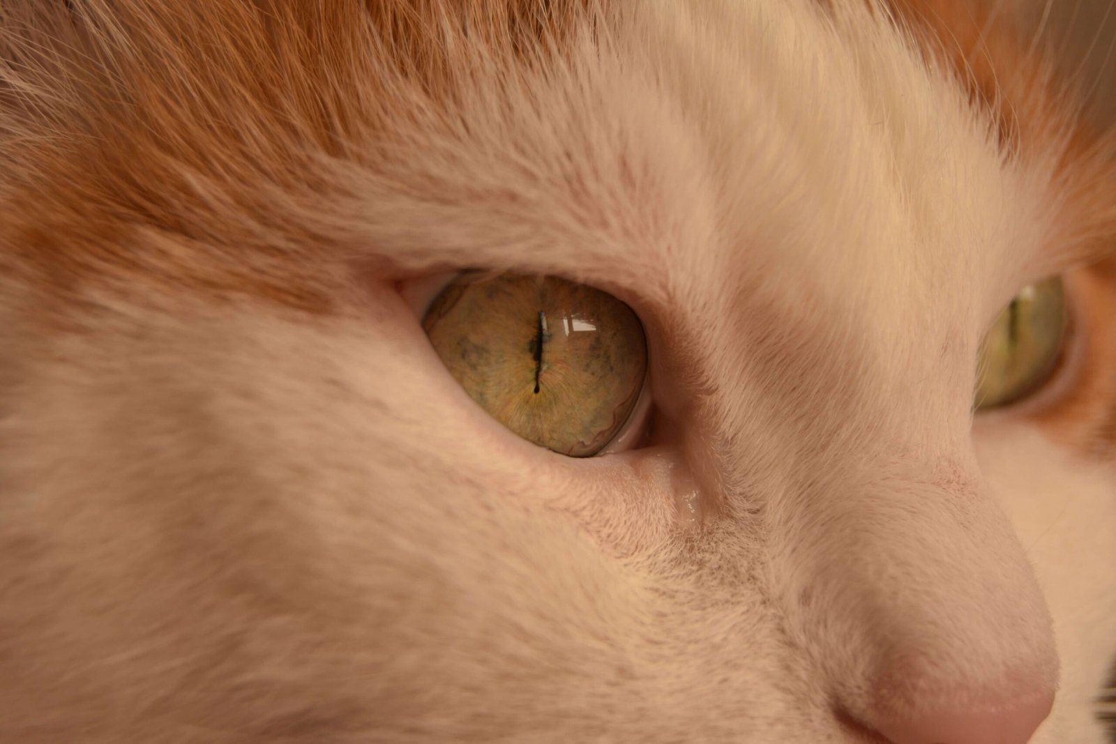 Decoding the Cat Pupil Meaning: Best 7 Expert Tips!