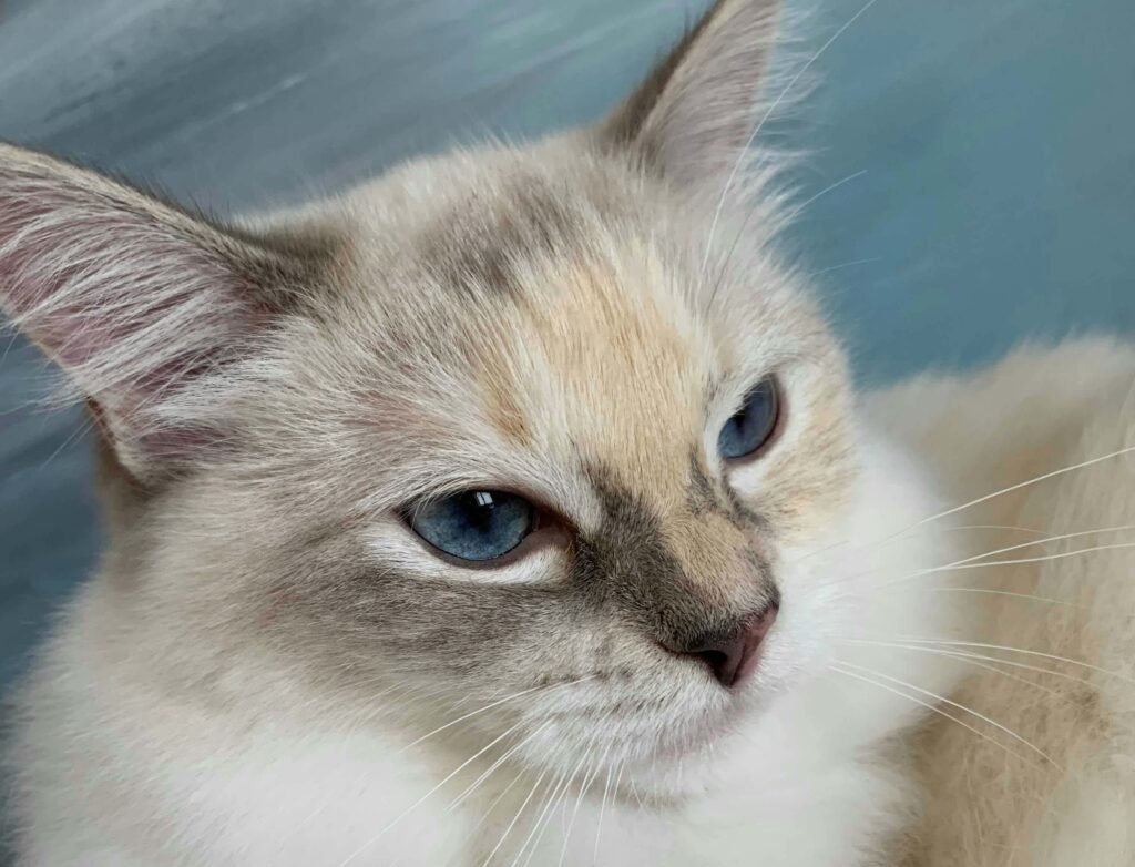 Why Is My Cat Hissing at Me? Best 7 Behavior Tips!