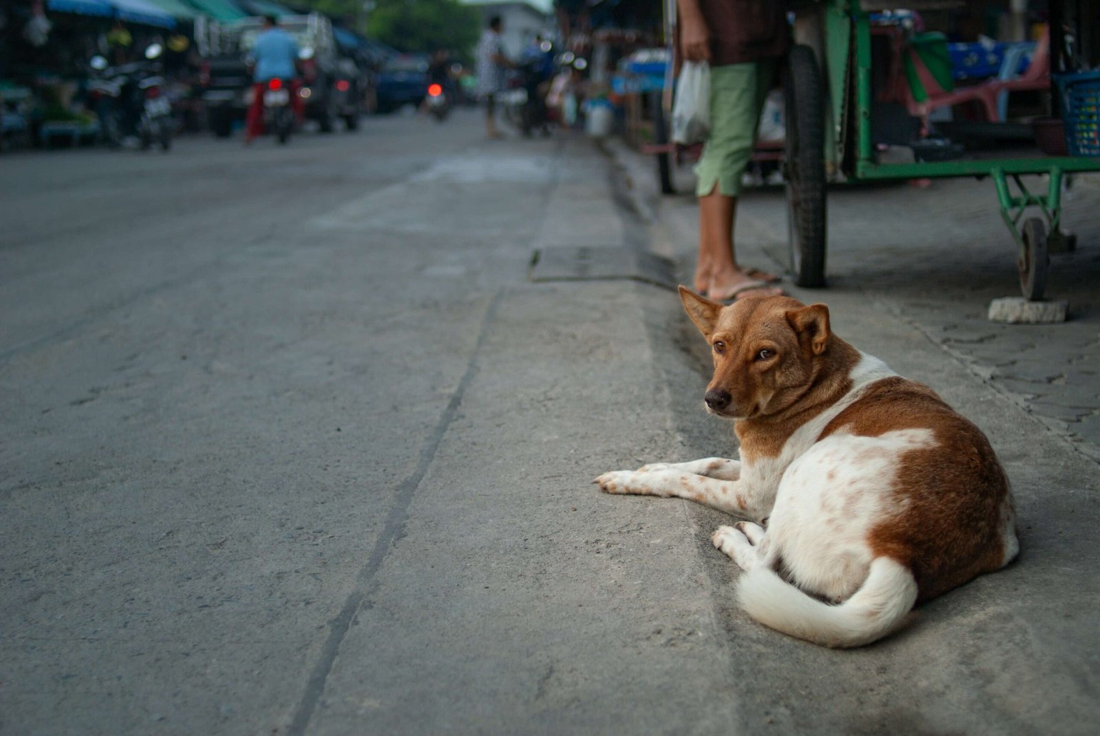 Vietnamese Dog Breeds: Best 7 Expert Tips!
