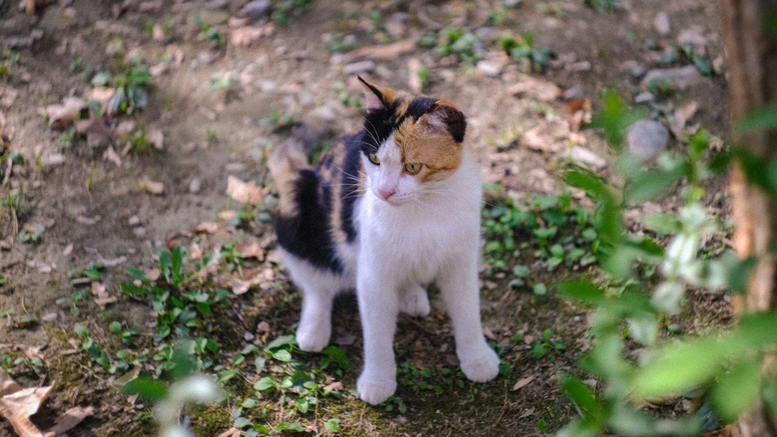 Indoor vs Outdoor Cat Lifespan: Best 7 Health Tips!