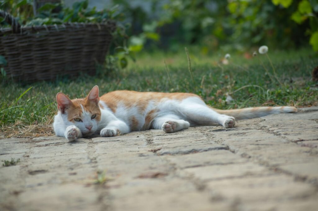 Understanding Sporotrichosis in Cats: Best 7 Health Tips!