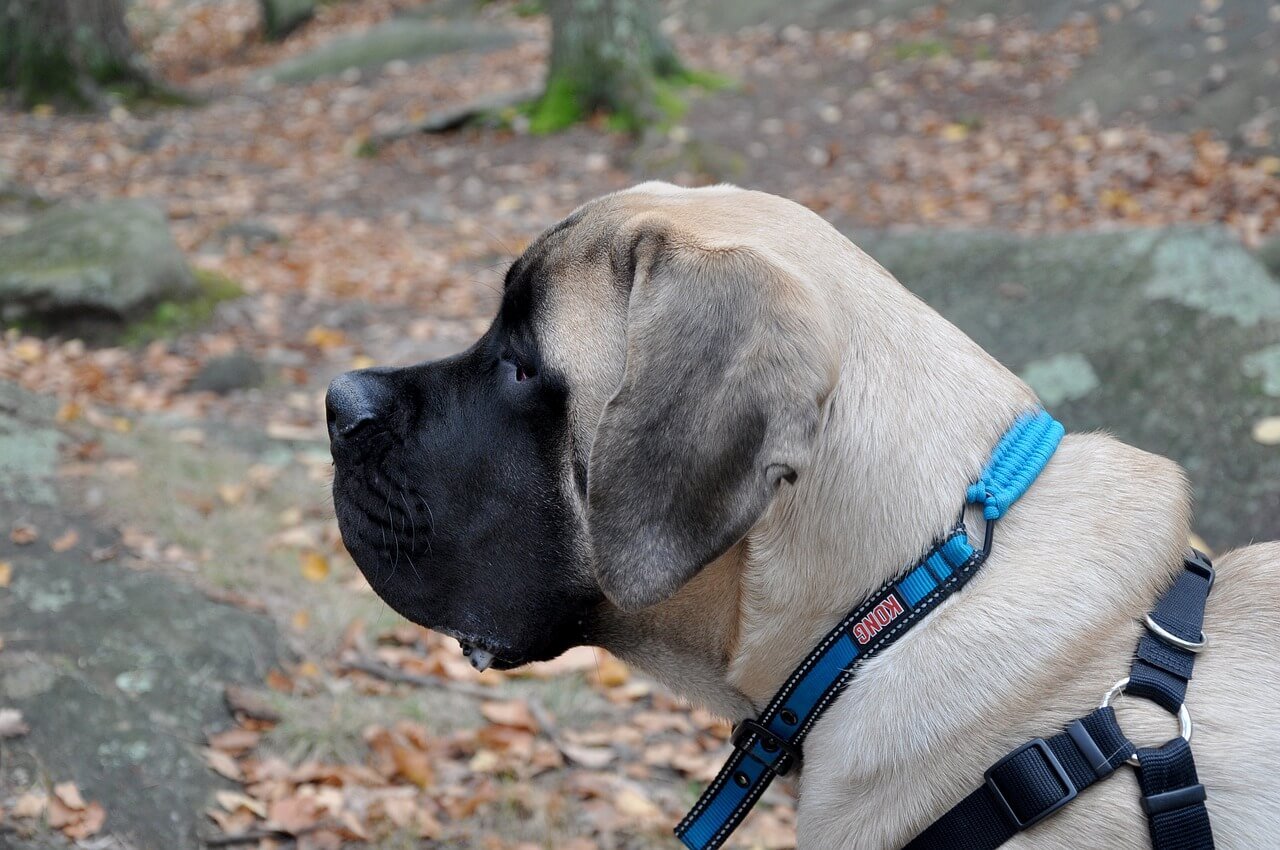American Mastiff Dog: Best 7 Expert Tips!