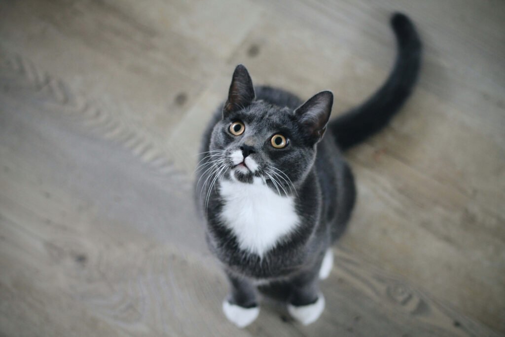 Why Does My Cat Drool When Happy? Best 7 Expert Tips!