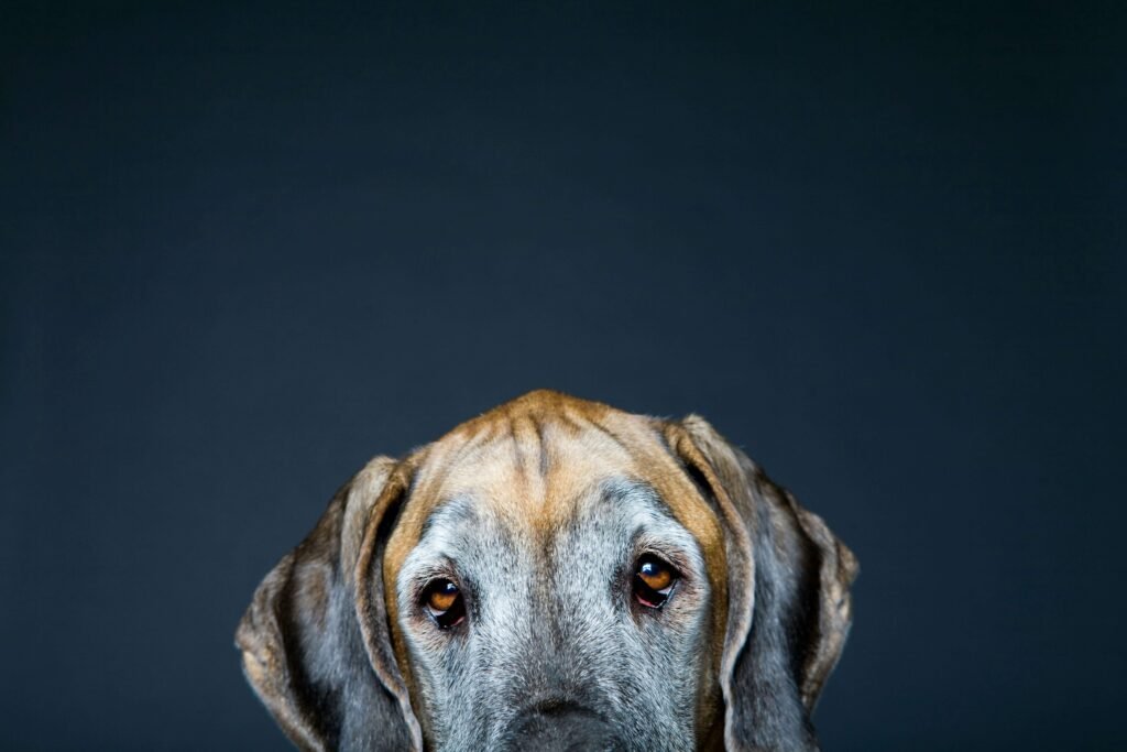 Discover the Bluetick Coonhound: Best 7 Expert Tips!