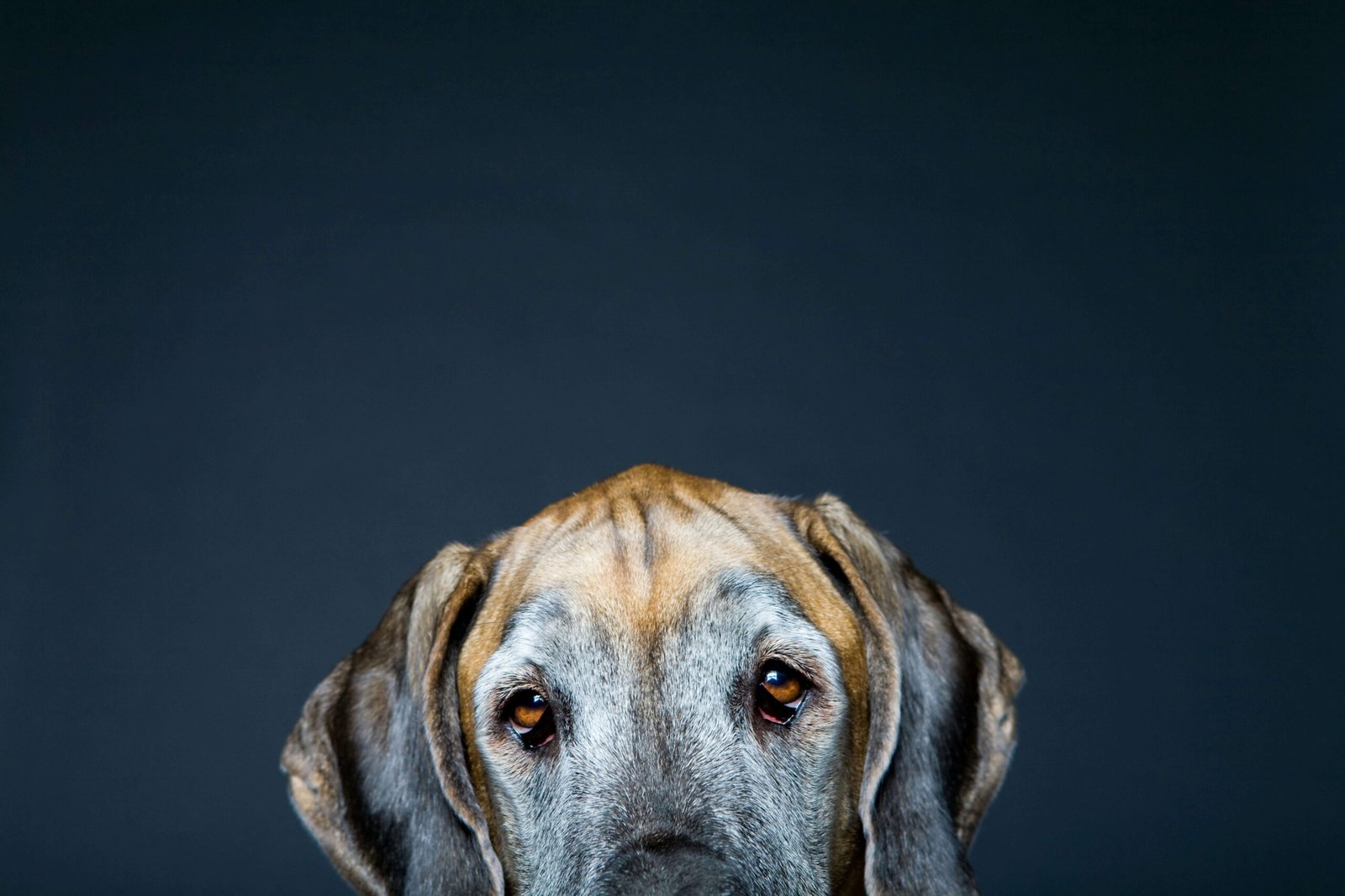 Discover the Bluetick Coonhound: Best 7 Expert Tips!