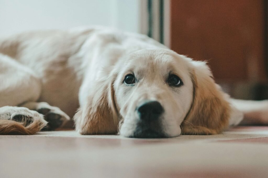 Understanding Dog CT Scans: Best 7 Expert Tips!