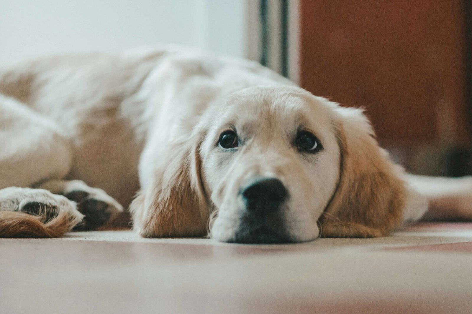 Understanding Dog CT Scans: Best 7 Expert Tips!