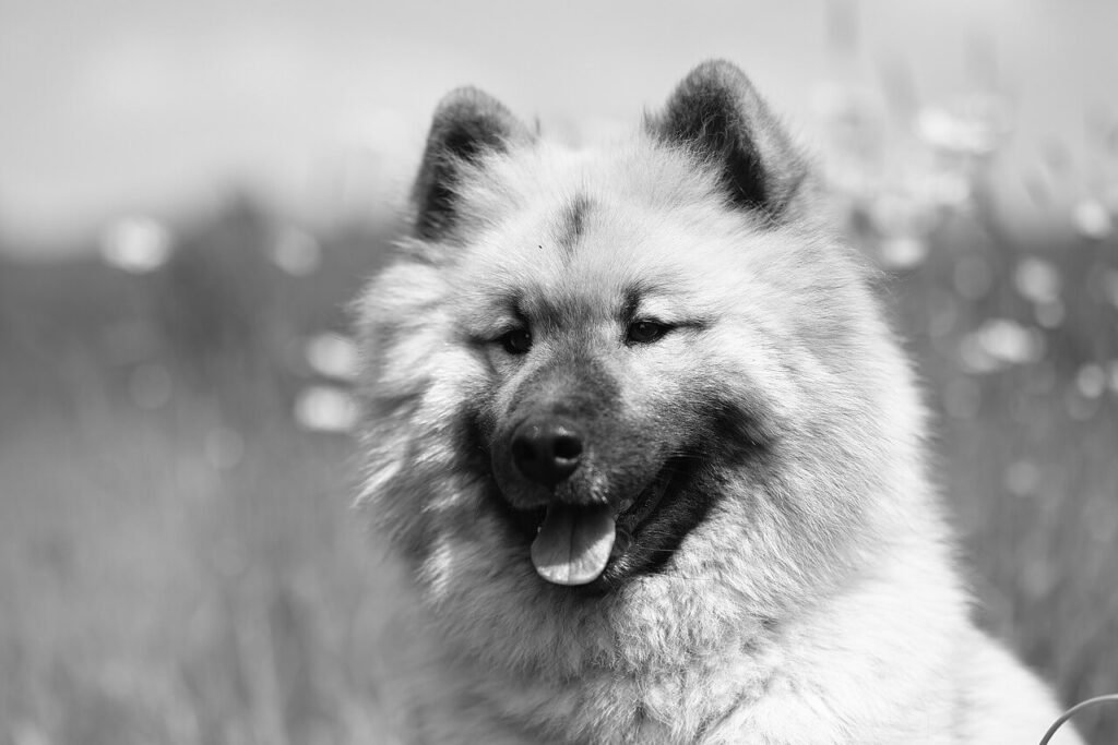 Is My Dog Allergic to Chicken? Best 7 Health Tips!
