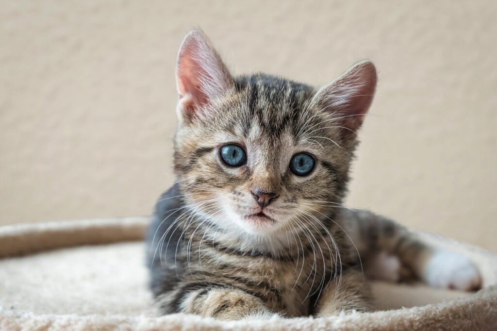 Decoding the Mystery of Cat Tail Wagging: Best 7 Tips!