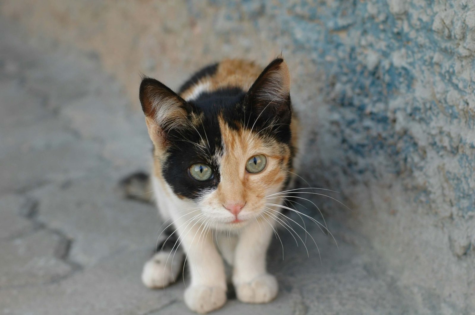 Why Does My Cat Drink Out of the Toilet? Best 7 Tips!