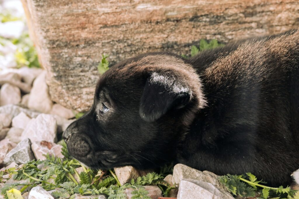 Karelian Bear Dog: Best 7 Expert Tips!