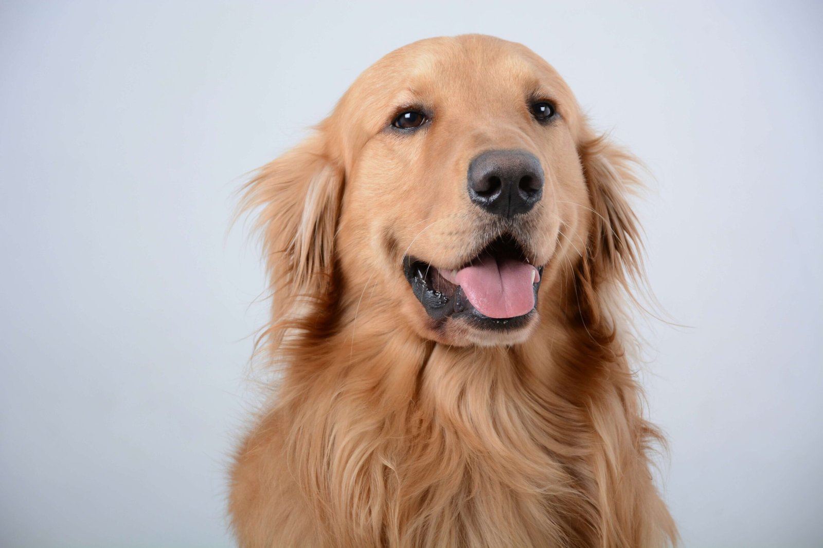Most Obedient Dog Breeds: Best 7 Expert Tips!