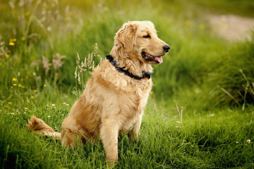 Should You Brush Your Dog Before or After a Bath? Best 7 Tips