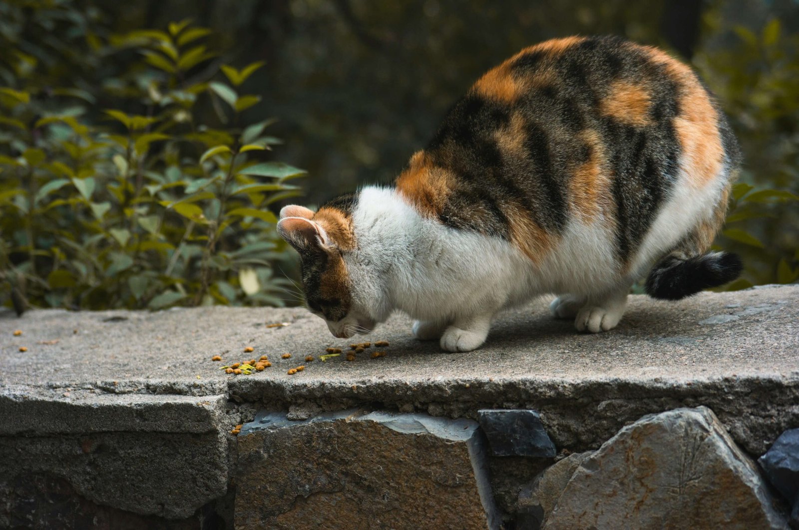 The Dangers of Cat Snake Bites: Best 7 Expert Tips!