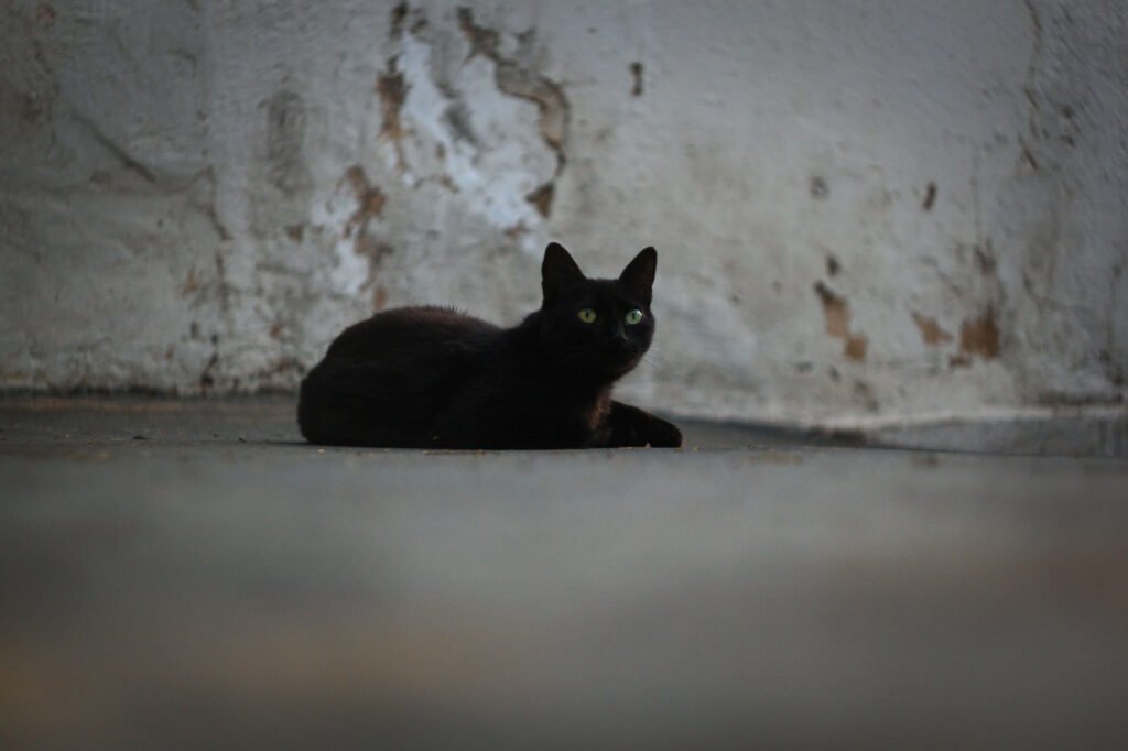 How to Get a Stray Cat to Trust You: Best 7 Tips!