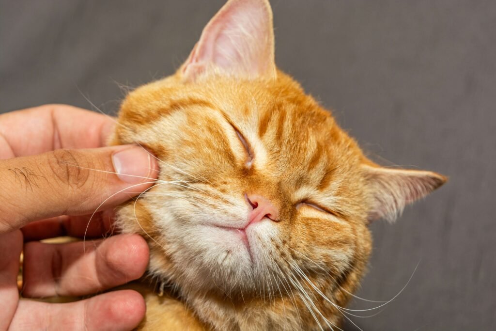 Understanding Basal Cell Tumors in Cats: Best 7 Health Tips!