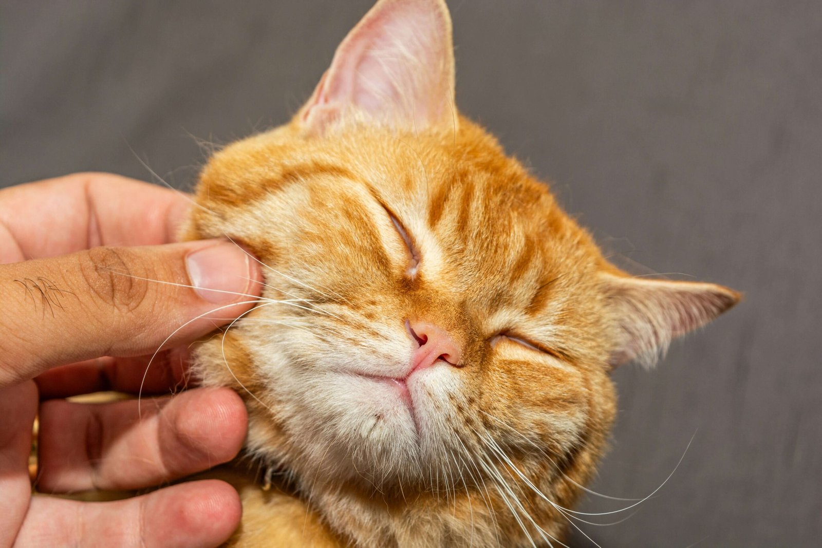 Understanding Basal Cell Tumors in Cats: Best 7 Health Tips!