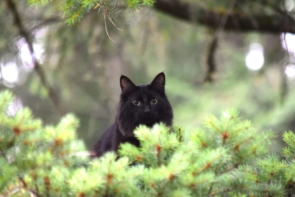 How to Make a Cat Poop Instantly: Best 7 Expert Tips!