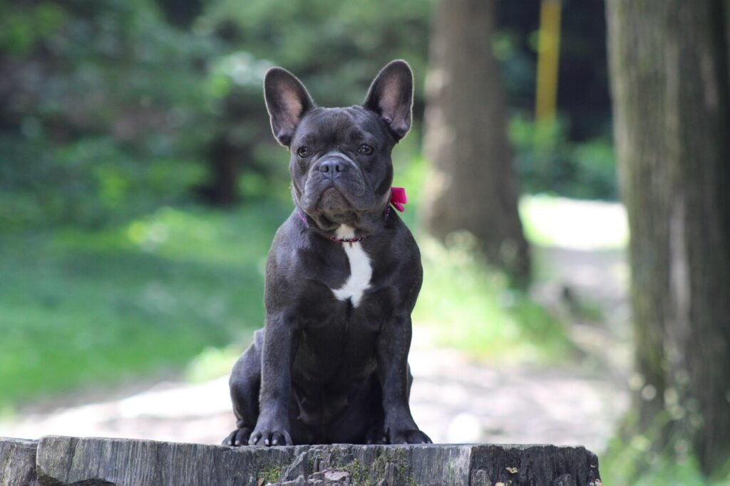 What Is a Wart on a Dogs Paw? Best 7 Expert Tips!