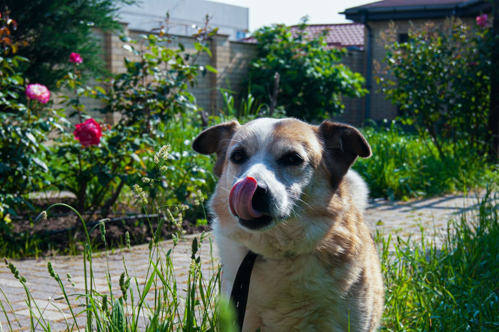 Can Dogs Eat Bacon? Best 7 Expert Tips!