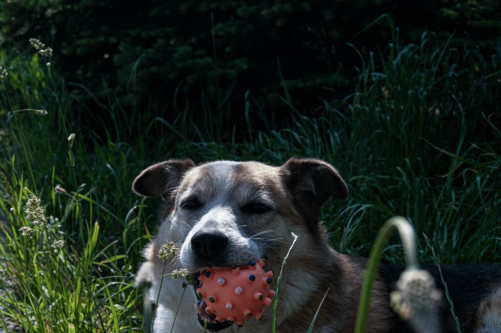 Understanding a Lump on Dog After Vaccine: Best 7 Tips!