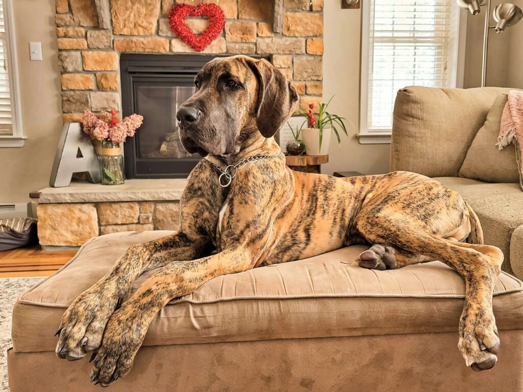 Discover the Majestic Daniff Dog: Best 7 Expert Tips!