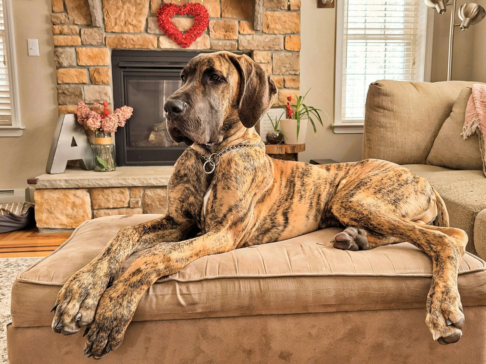 Discover the Majestic Daniff Dog: Best 7 Expert Tips!