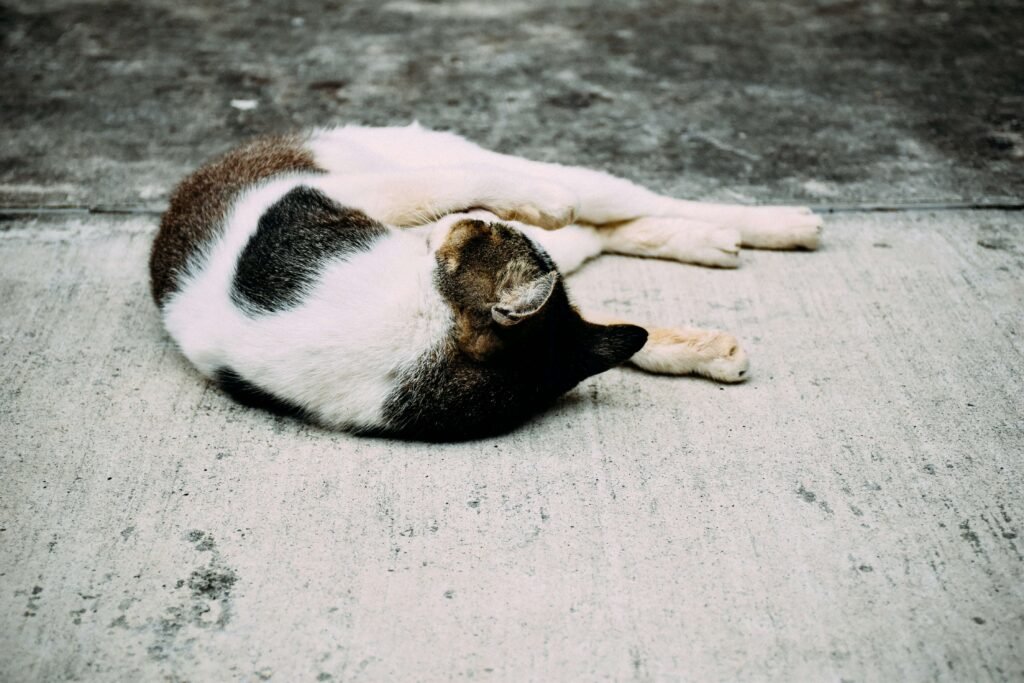 Understanding Cat in Pain Posture: Best 7 Expert Tips!