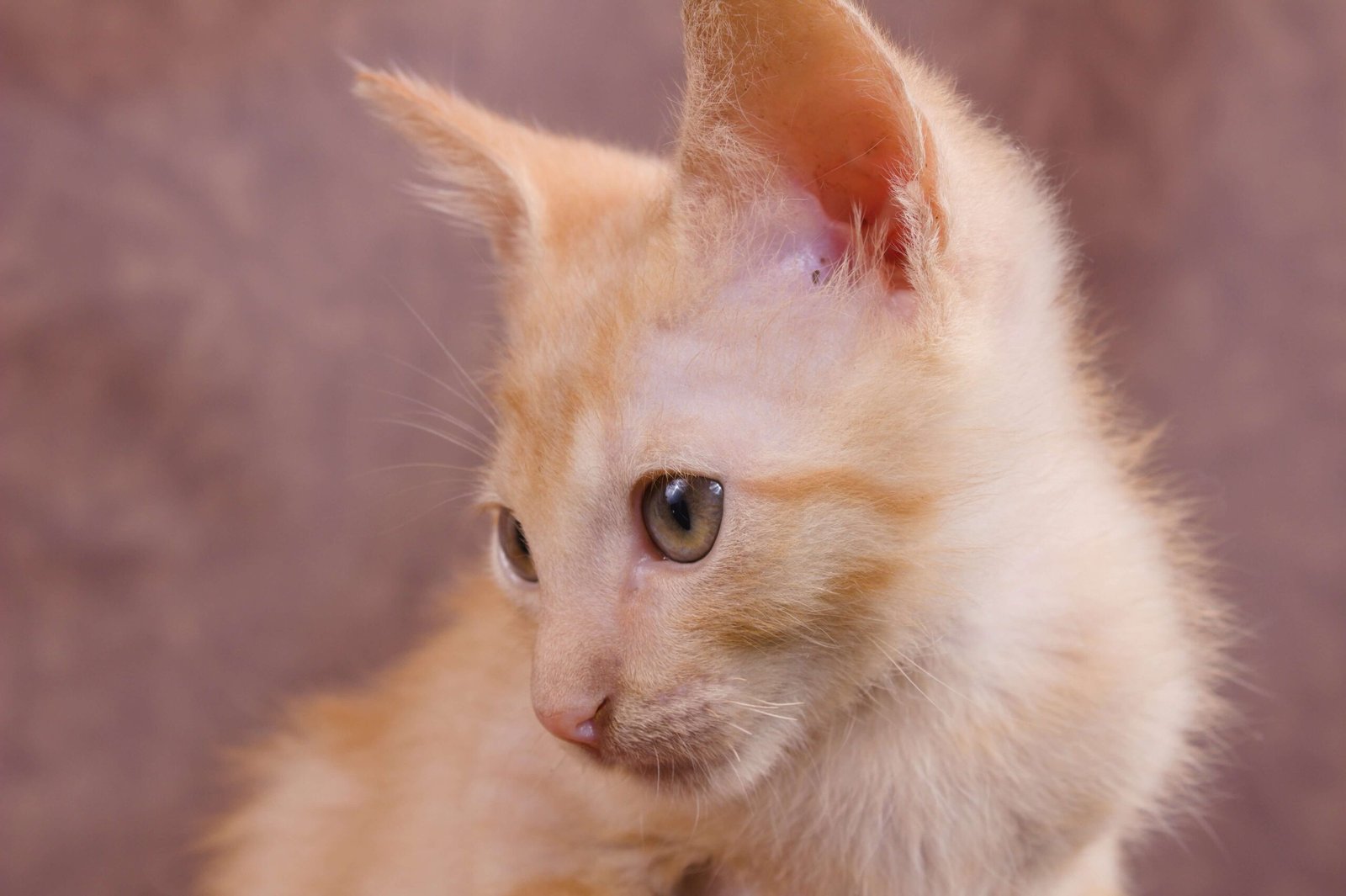 Can You Give a Cat Melatonin? Best 7 Expert Tips!