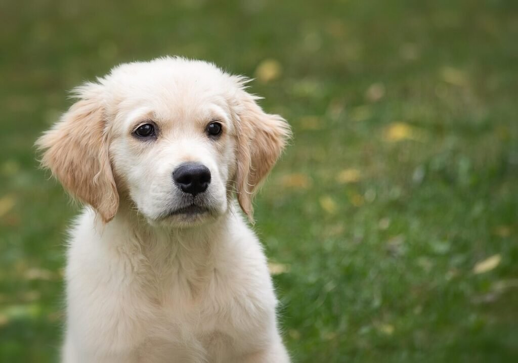 Are Onions Bad for Dogs? Best 7 Health Tips!