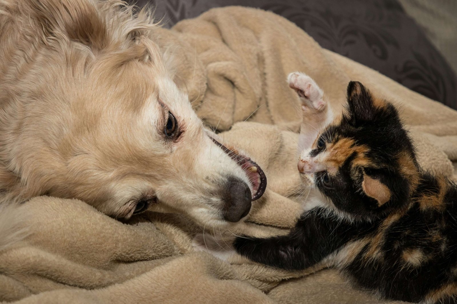 My Dog Ate Cat Food: Best 7 Expert Tips!