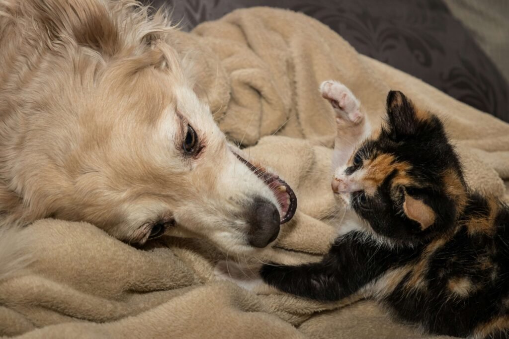 New Kitten Hissing at Dog: Best 7 Expert Tips!