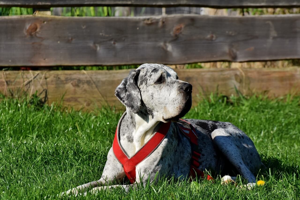 Why Is My Dog Pooping in the House? Best 7 Expert Tips!