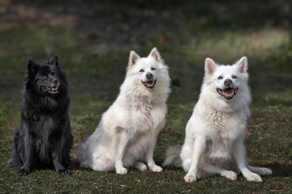 Why Does My Dog Fart So Much? Best 7 Expert Tips!