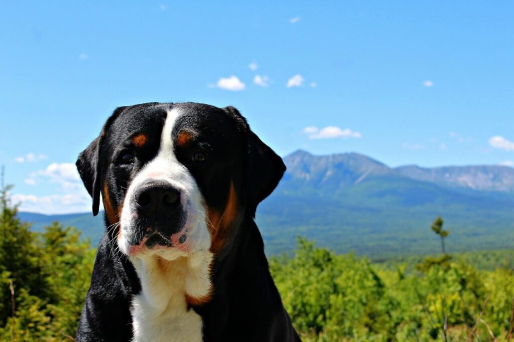Homemade Diabetic Dog Food: Best 7 Health Tips!