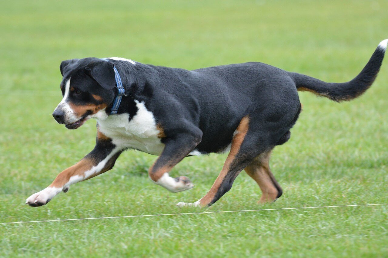 Picking Up Dog Poop: Best 7 Expert Tips!