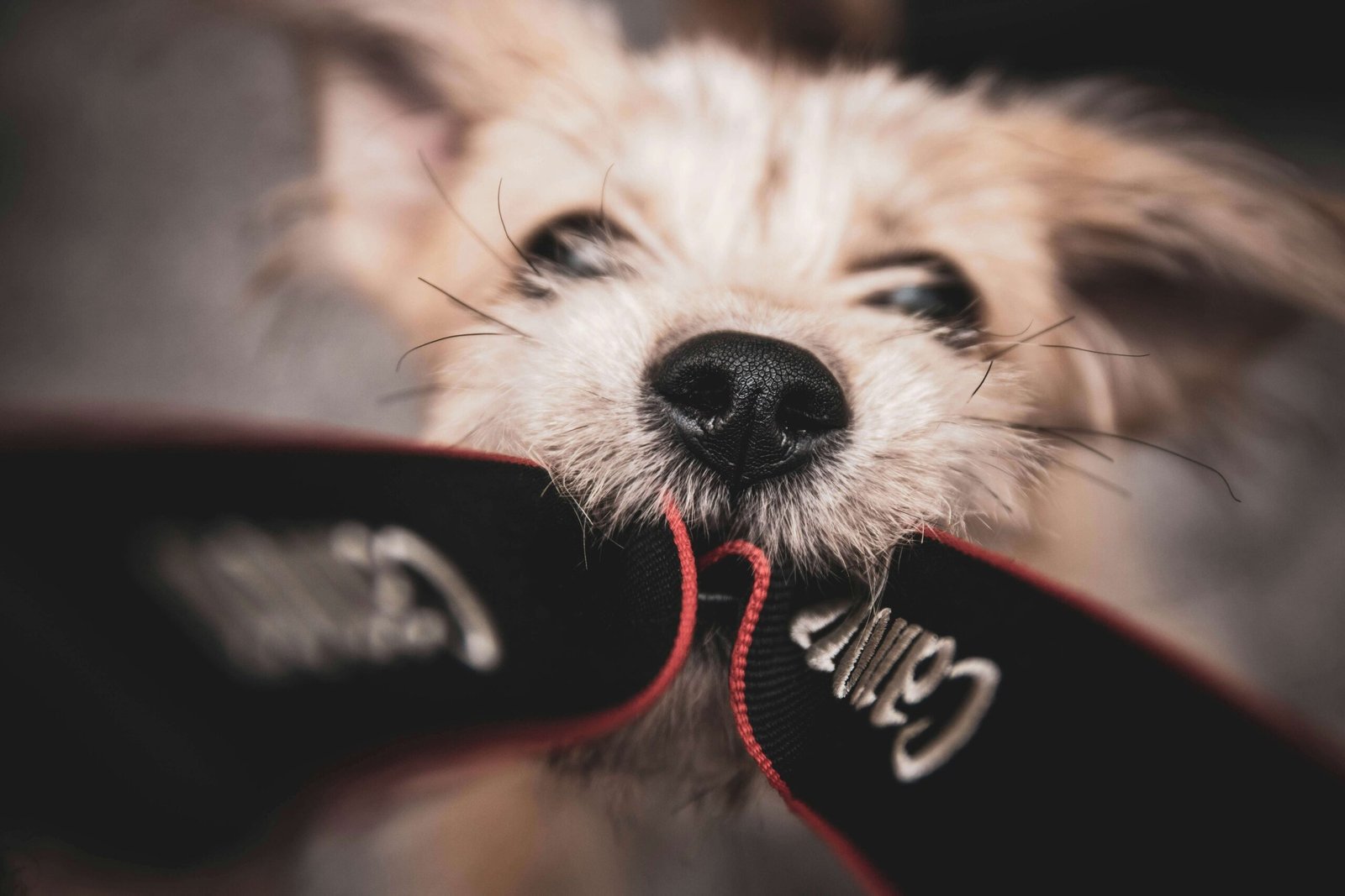 Understanding Soft Palate Surgery in Dogs: Best 7 Tips!