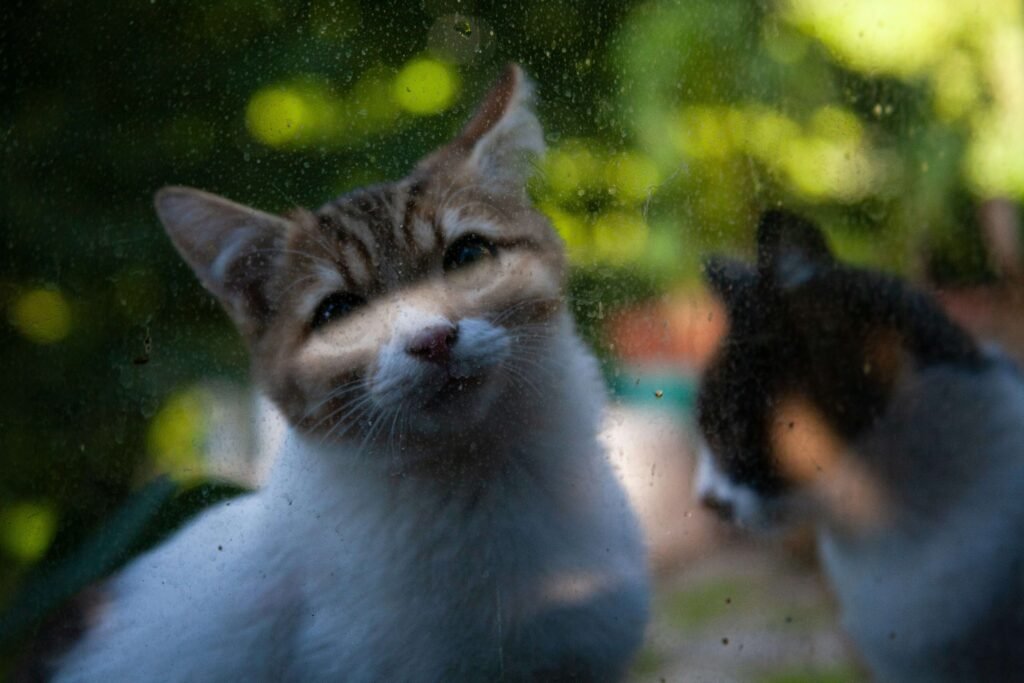 Do Female Cats Spray? Best 7 Expert Tips!