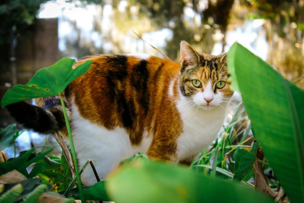 Understanding Cat Eye Ulcers: Best 7 Health Tips!