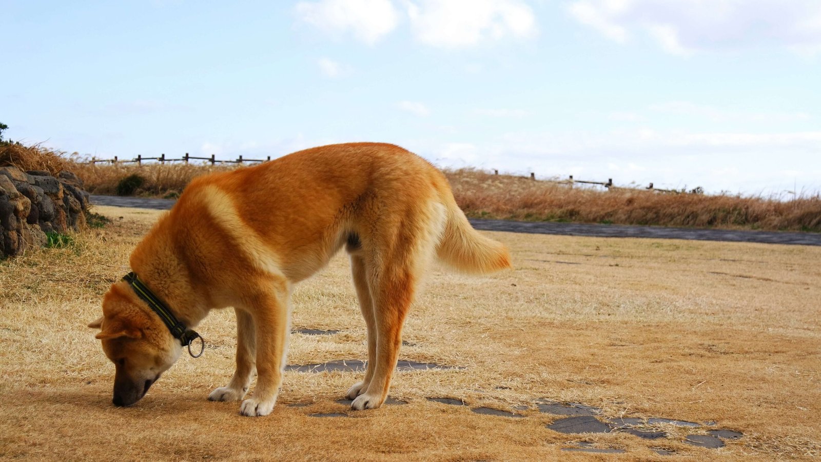 How to Find the Quick on Dog Nails: Best 7 Expert Tips!