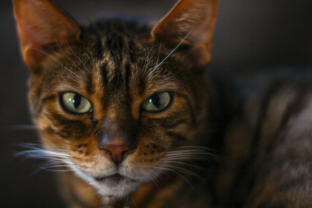 Why Does My Cat Bite My Fingers? Best 7 Expert Tips!
